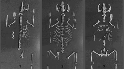 manila spaniel|Ancient Dog Burial Site Excavated in Manila 50 Years .